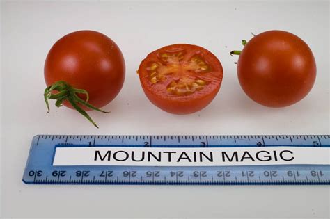 Mountian magic tomato sees